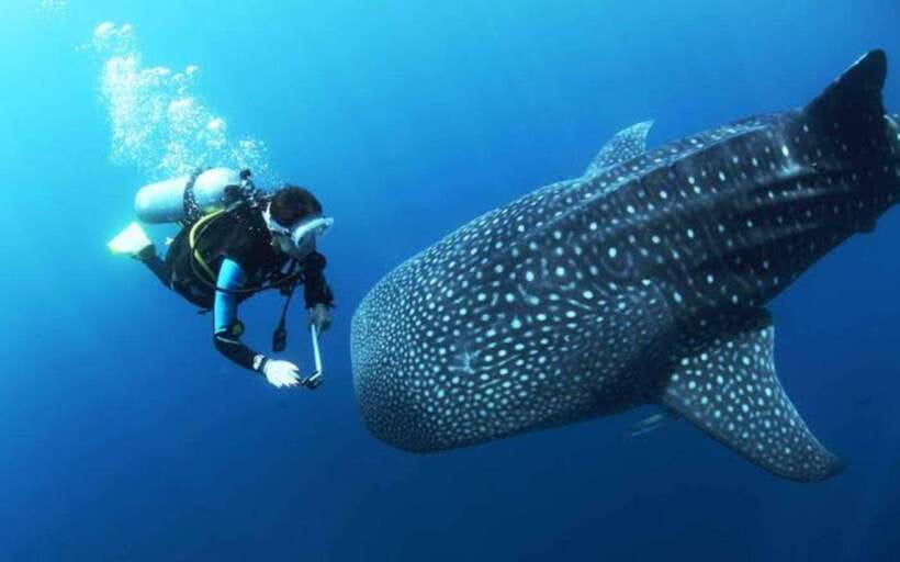 Cebu: Oslob Whaleshark Scuba Diving & Sumilon Sanctuary - Sumilon Sanctuary changes the underwater scenery