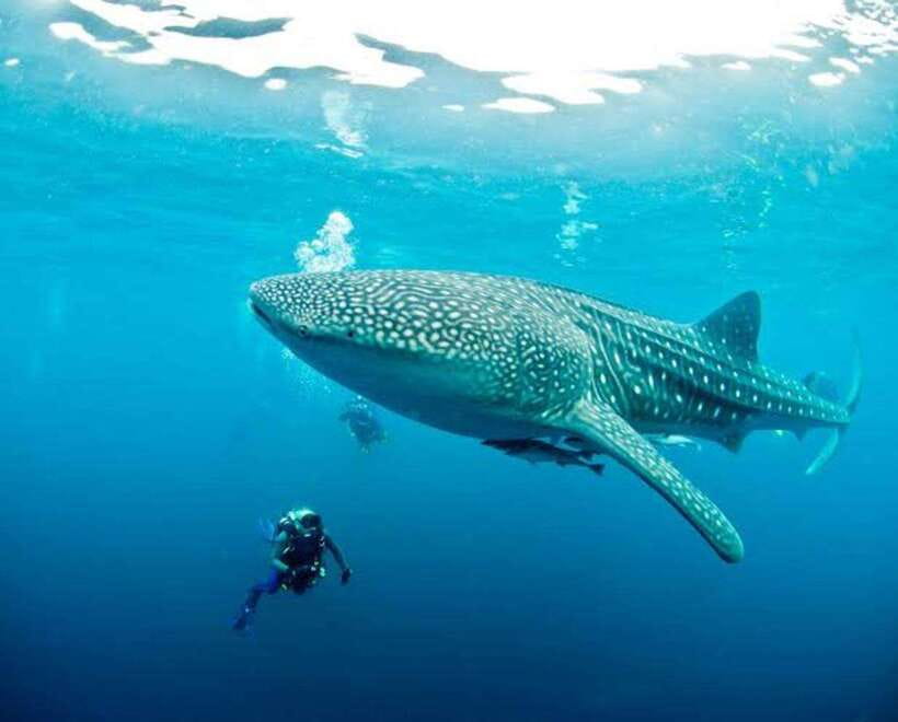 Cebu: Oslob Whaleshark Scuba Diving & Sumilon Sanctuary - The river boat rides are brief but useful