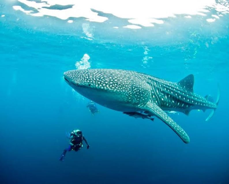 Cebu: Oslob Whaleshark Scuba Diving & Sumilon Sanctuary - How much marine life should you expect?