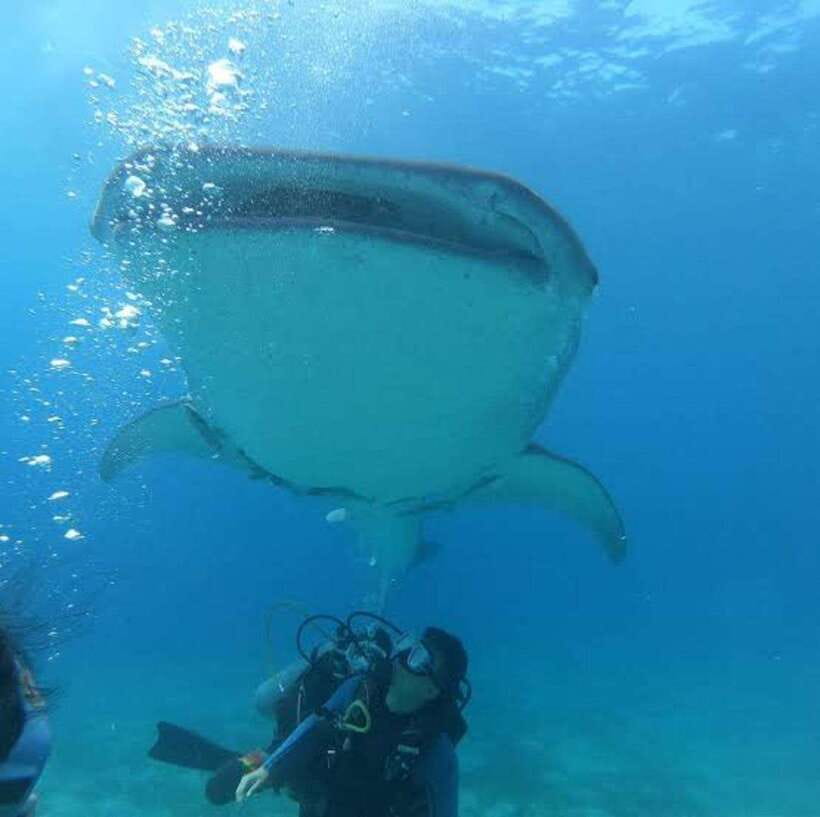 Cebu: Oslob Whaleshark Scuba Diving & Sumilon Sanctuary - Is $251 good value?