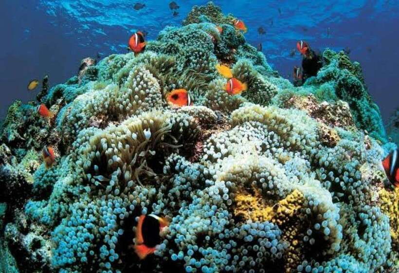 Cebu: Oslob Whaleshark Scuba Diving & Sumilon Sanctuary - Who should book this Cebu excursion?
