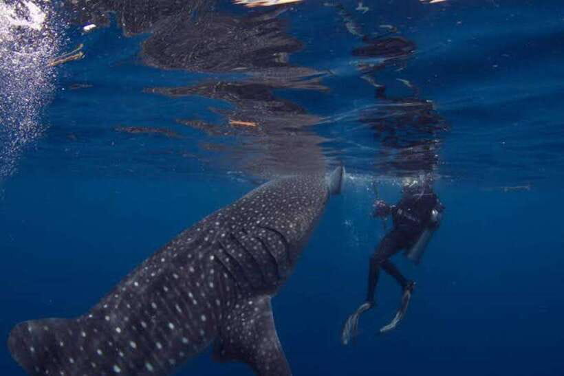 Cebu: Oslob Whaleshark Scuba Diving & Sumilon Sanctuary - What to bring and what to check