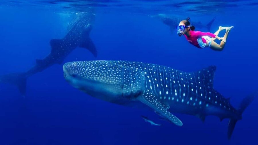 Cebu Oslob Whaleshark, Tumalog Falls&Sumilon Island(Private) - What the whale shark stop means for animal-minded visitors