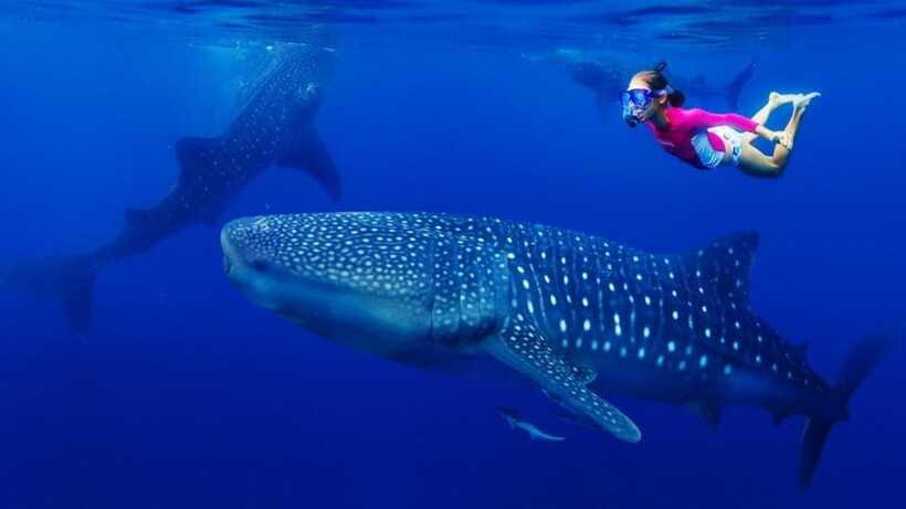 Cebu Oslob Whaleshark, Tumalog Falls&Sumilon Island(Private) - The optional Carcar lechon stop