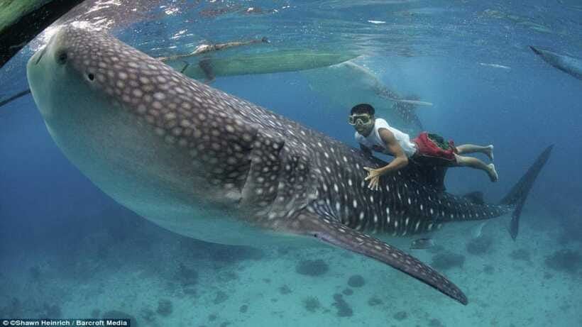 Cebu Oslob Whaleshark, Tumalog Falls&Sumilon Island(Private) - Who will enjoy this experience most