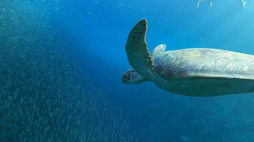 Cebu: Osmeña Peak hike and Sardines Run Snorkel adventure - From mountain air to Moalboal water