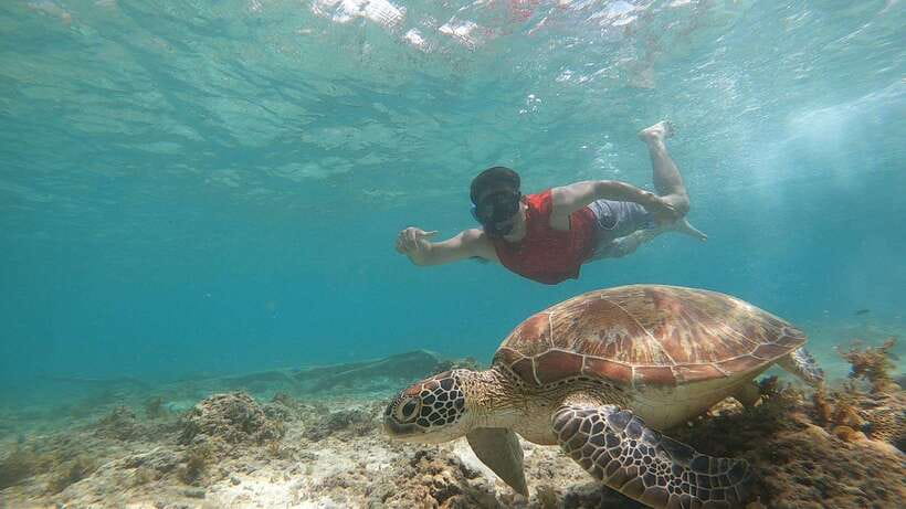 Cebu: Osmeña Peak hike and Sardines Run Snorkel adventure - What makes the sardine run memorable