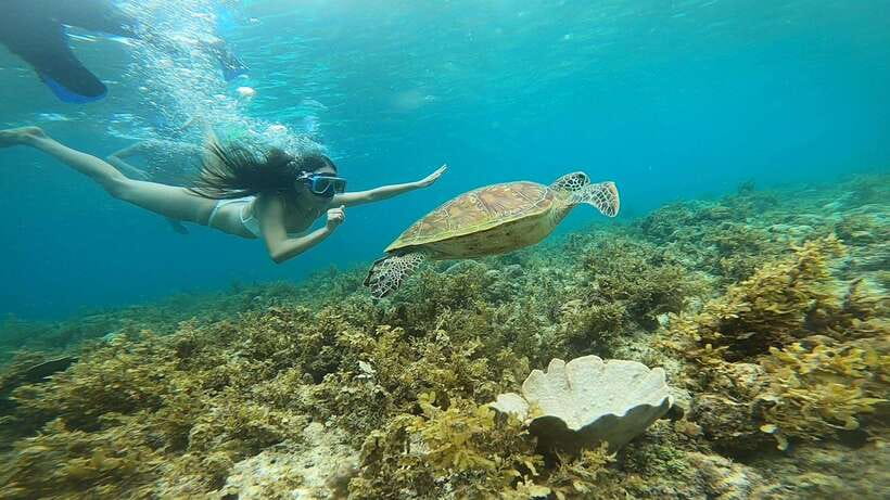 Cebu: Osmeña Peak hike and Sardines Run Snorkel adventure - Transport, timing, and what the $92 covers