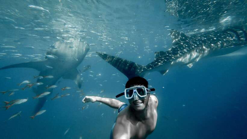 Cebu: Private Sumilon Island & Optional Whale Shark Swim - What this Cebu day trip is really like