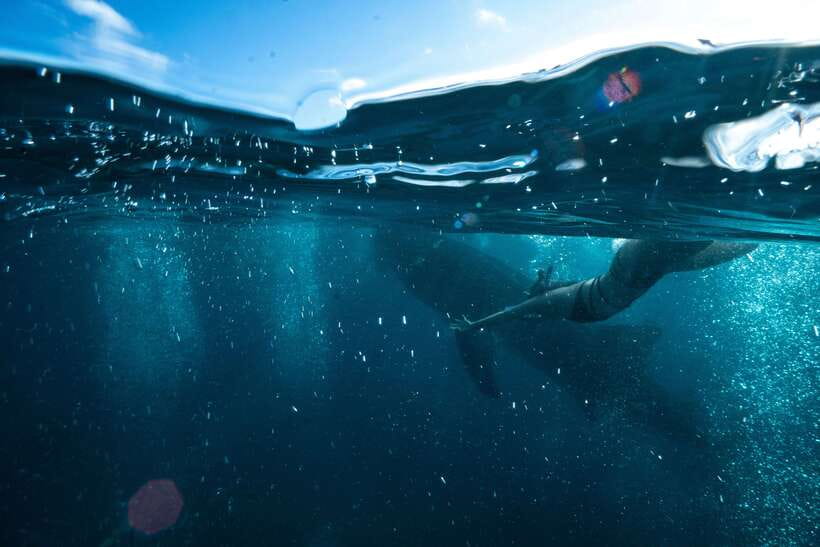 Cebu: Private Sumilon Island & Optional Whale Shark Swim - Is the $109 price good value?