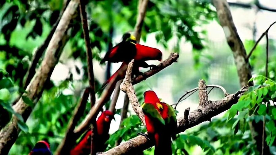 Cebu Safari & Adventure Park: Wildlife Tour with Transfers - Practical tips for a smoother visit