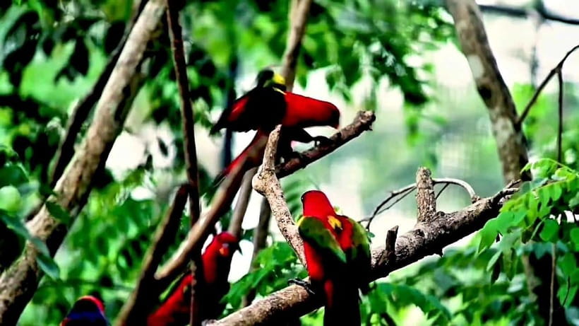 Cebu Safari & Adventure Park: Wildlife Tour with Transfers - Why the Carmen setting matters