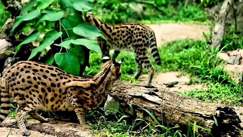 Cebu Safari & Adventure Park: Wildlife Tour with Transfers - Close encounters and optional animal feeding