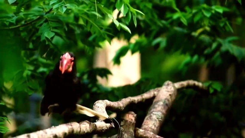 Cebu Safari & Adventure Park: Wildlife Tour with Transfers - Shows and conservation presentations