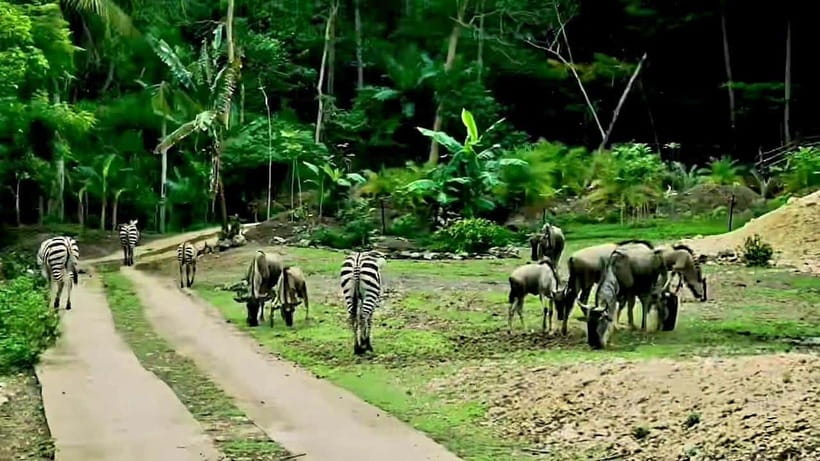 Cebu Safari & Adventure Park: Wildlife Tour with Transfers - Gardens, trails, and a quieter afternoon