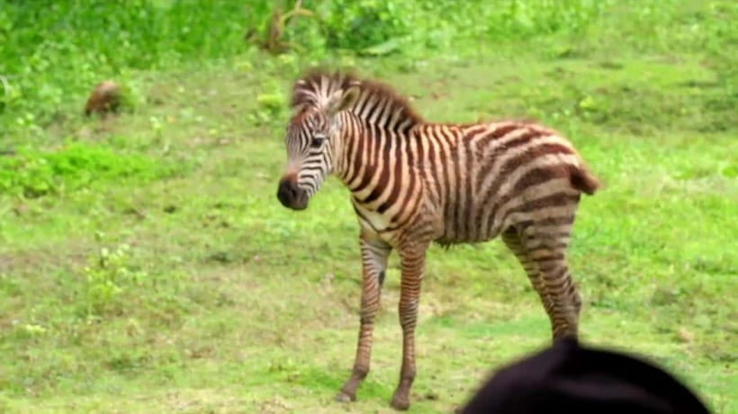 Cebu Safari & Adventure Park: Wildlife Tour with Transfers - How the return journey works