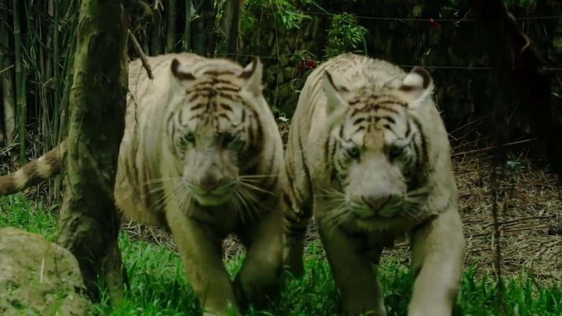 Cebu Safari & Adventure Park: Wildlife Tour with Transfers - What the $103 price really buys