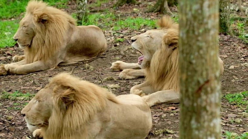 Cebu Safari & Adventure Park: Wildlife Tour with Transfers - Who will enjoy this day most