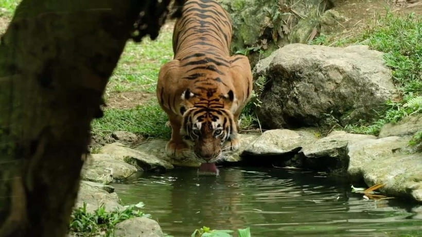 Cebu Safari & Adventure Park: Wildlife Tour with Transfers - Six hours among giraffes, lions, and open animal zones