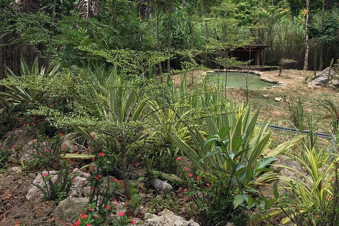 Cebu Safari and Adventure Park - Bird shows and planning your visit
