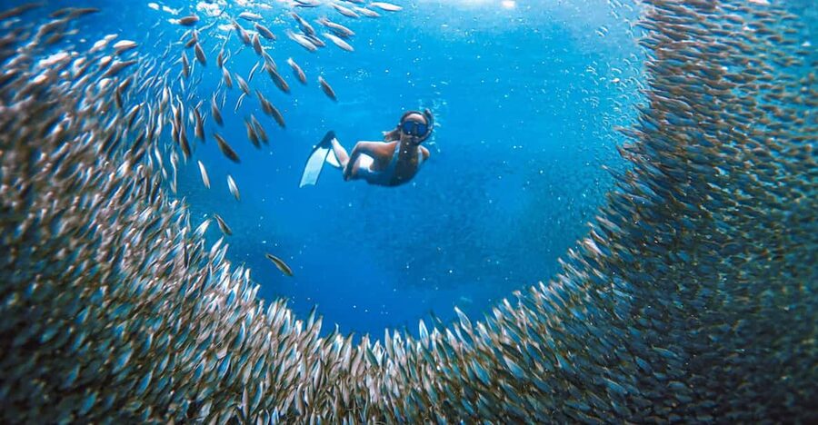 Cebu: Sardine Run Snorkeling, Mantayupan Falls & ATV Thrills - Pickup, timing, and the feel of a full day