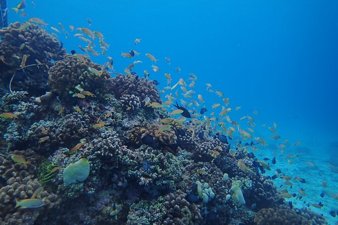 Cebu: Scuba Diving Experience beach entry in Mactan - Sardines, colorful fish, and the chance of turtles
