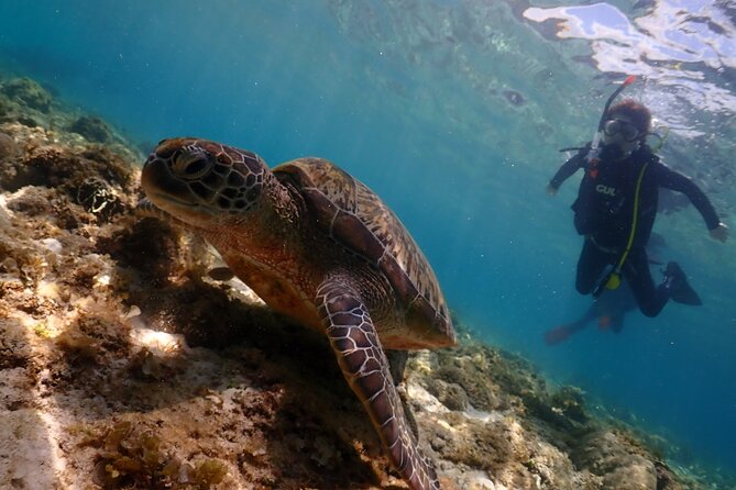 Cebu: Scuba Diving Experience beach entry in Mactan - A gentle beach entry instead of a boat launch