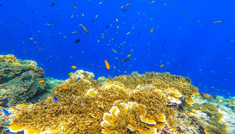 Cebu: Sumilon Sand Bar, Whale Sharks & Sardines Snorkeling - Sumilon Island’s shifting sandbar