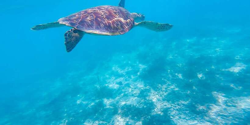 Cebu: Sumilon Sand Bar, Whale Sharks & Sardines Snorkeling - Moalboal’s sardine run and possible turtles