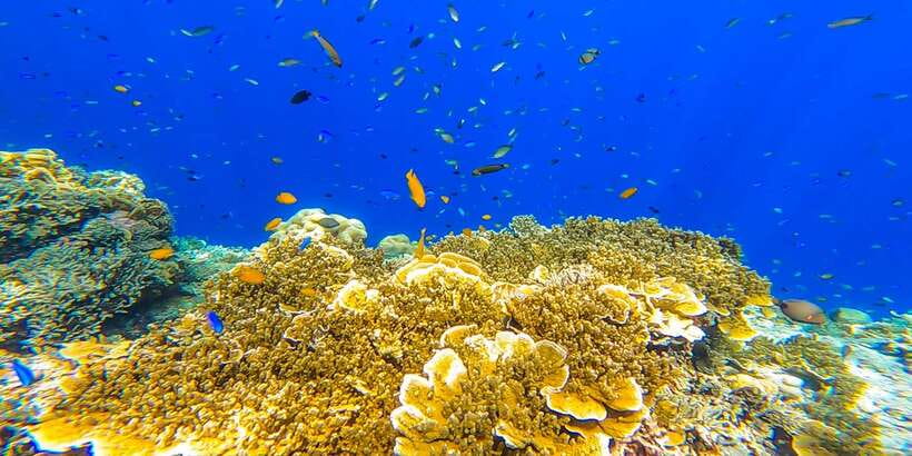 Cebu: Sumilon Sand Bar, Whale Sharks & Sardines Snorkeling - The private-tour advantage, with one important exception