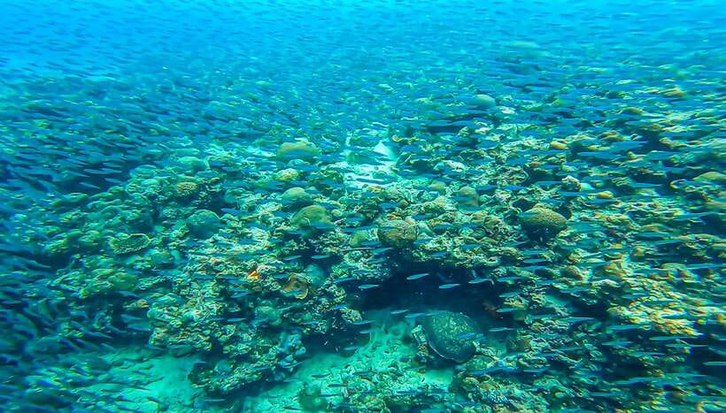 Cebu: Sumilon Sand Bar, Whale Sharks & Sardines Snorkeling - How to prepare for fourteen hours on the move
