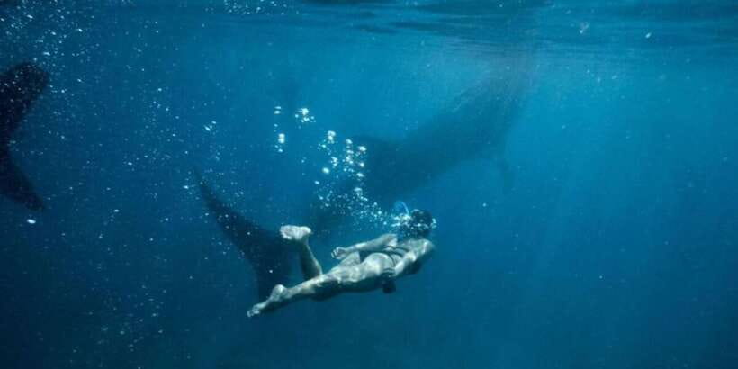 Cebu: Sumilon Sand Bar, Whale Sharks & Sardines Snorkeling - Who will get the most from this tour?