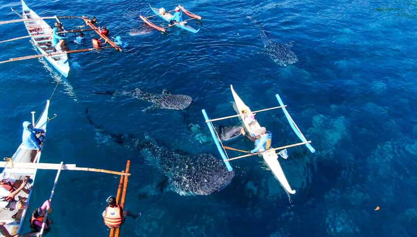 Cebu: Sumilon Sand Bar, Whale Sharks & Sardines Snorkeling - Oslob whale sharks and the early-morning wait