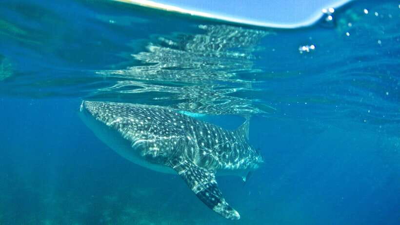 Cebu: Whale Shark Encounter and Kawasan Canyoneering - Two Cebu highlights packed into one long day
