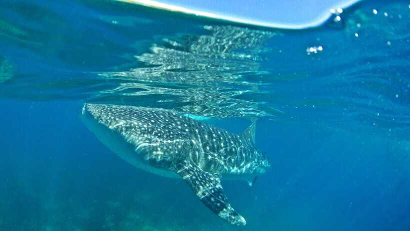 Cebu: Whale Shark Encounter and Kawasan Canyoneering - Weather, fitness, and the right type of visitor