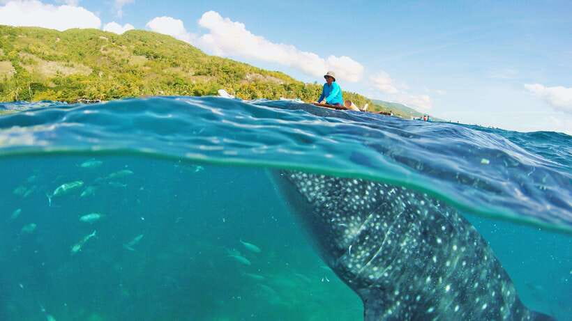 Cebu: Whale Shark Encounter and Kawasan Canyoneering - Morning beside the whale sharks