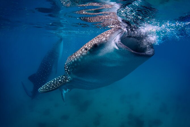 Cebu Whale Shark Encounter, Moalboal Sardines & Tumalog Falls - Key points to know before booking