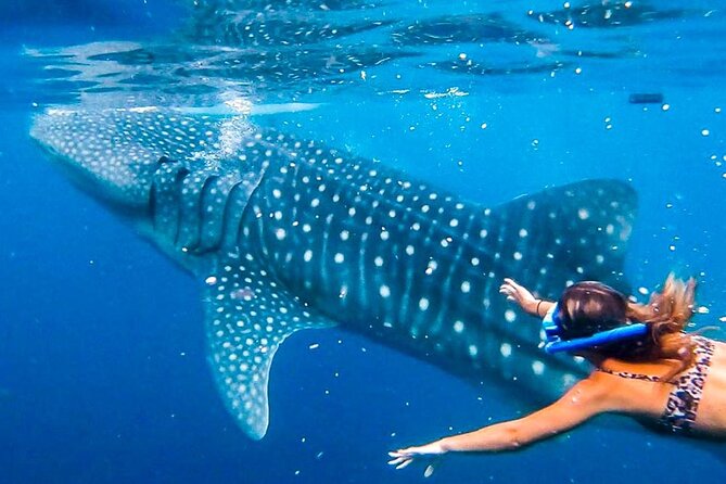 Cebu Whale Shark Encounter, Moalboal Sardines & Tumalog Falls - Why this Cebu day trip covers so much ground