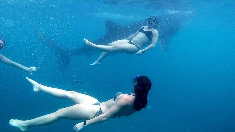 Cebu: Whale Shark, Inambakan Falls & Moalboal Sardine Tour - Breakfast on the road, at your own cost