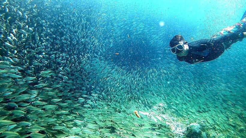 Cebu: Whale Shark, Inambakan Falls & Moalboal Sardine Tour - Who should book this Cebu day tour