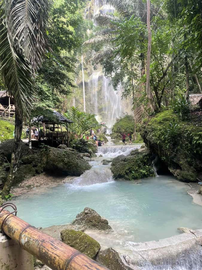 Cebu: Whale Shark, Monkey Sanctuary, & Moalboal Snorkel Tour - Who should book this Cebu day tour?