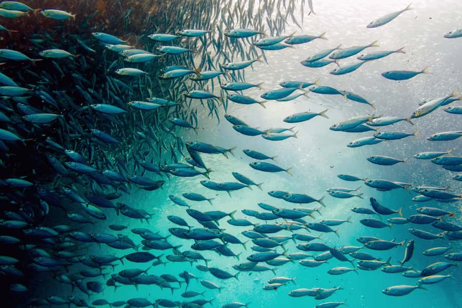 Cebu: Whale Shark, Monkey Sanctuary, & Moalboal Snorkel Tour - Swimming with the whale sharks in Oslob