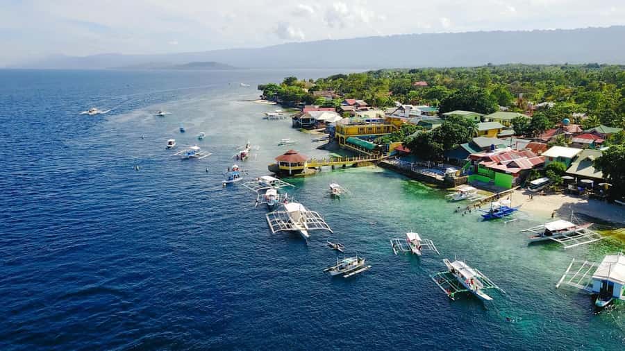 Cebu: Whale Shark, Monkey Sanctuary, & Moalboal Snorkel Tour - Monkey Sanctuary: a short, cheerful wildlife stop