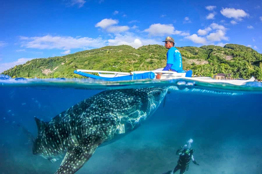 Cebu: Whale Shark, Monkey Sanctuary, & Moalboal Snorkel Tour - Guides, photos, and the quality of the day