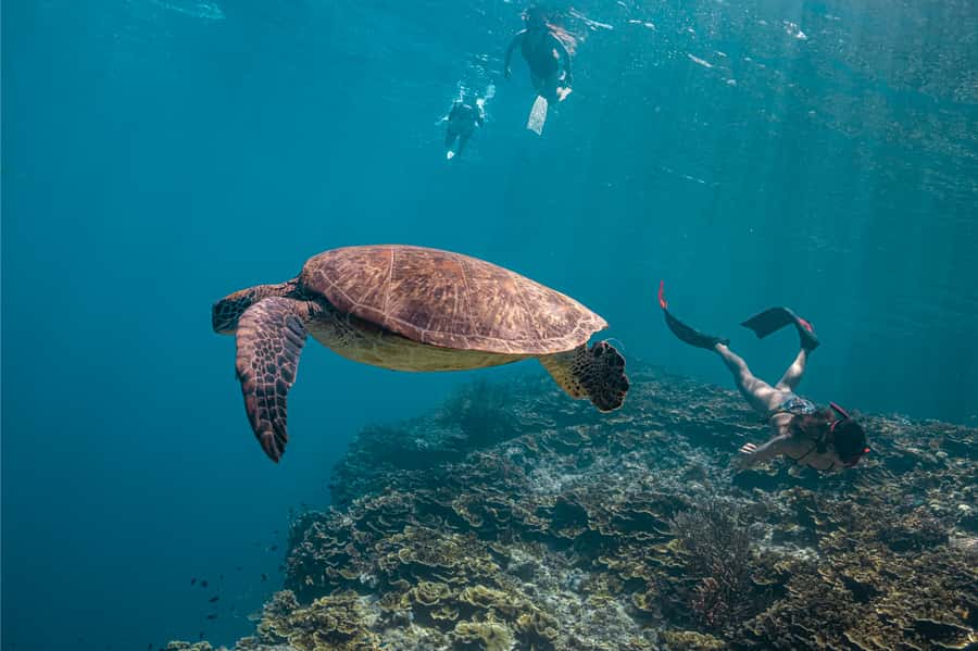 Cebu: Whale Shark, Monkey Sanctuary, & Moalboal Snorkel Tour - The early road to Oslob