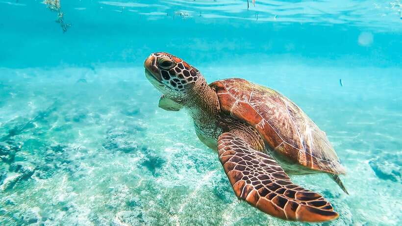Cebu: Whale Shark, Monkey Sanctuary, & Moalboal Turtles Tour - Three major wildlife stops in one demanding day