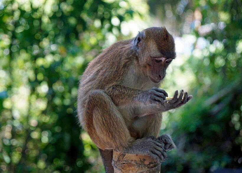 Cebu: Whale Shark, Monkey Sanctuary, & Moalboal Turtles Tour - The Oslob Monkey Sanctuary adds a different kind of wildlife