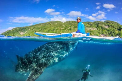 Whale Shark, Monkey Sanctuary, & Moalboal Turtles Tour