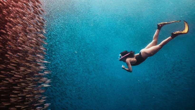 Cebu: Whale Shark, Monkey Sanctuary, & Moalboal Turtles Tour - Moalboal’s sardine run is the visual highlight