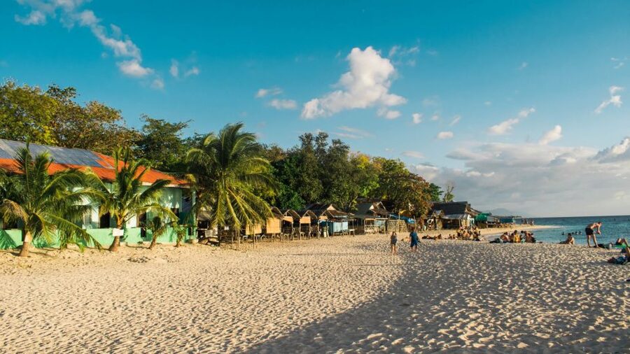 Cebu: Whale Shark, Monkey Sanctuary, & Moalboal Turtles Tour - Sea turtles bring a slower, quieter moment